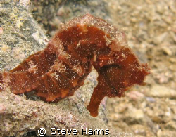 Pacific Seahorse taken with Canon G7 near Playa Coco Cost... by Steve Harms 